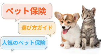 🐈ペット保険の選び方？人気ランキングと、適切な補償内容を選ぶための実用的なヒントをご紹介します